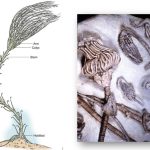 Side-by-side image showing a labeled diagram of a crinoid with arms, calyx, stem, and holdfast on the left, and fossilized crinoid specimens embedded in limestone on the right