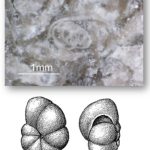 Microscopic photo of limestone containing tiny Endothyra fossils with a 1mm scale, paired with scientific drawings of the coiled foraminifer viewed at 40× magnification