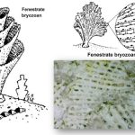 Composite image showing diagrams of fenestrate bryozoans with labeled structure and a close-up fossil photo revealing the porous, net-like skeletal pattern