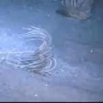 Animated GIF showing a live crinoid moving its feathery arms on the ocean floor, illustrating how ancient crinoids may have behaved