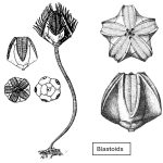 Scientific illustration of Mississippian-period crinoid fossils and skeletal structures, showing detailed anatomy and cross-sections of these ancient marine echinoderms